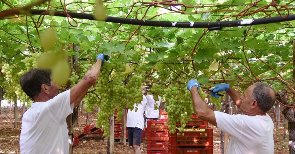 Vendemmia in corso. Anticipati i tempi per la raccolta delle uve a causa dell’estate particolarmente calda e della siccità. le prime previsioni di raccolta sono comunque buone 
