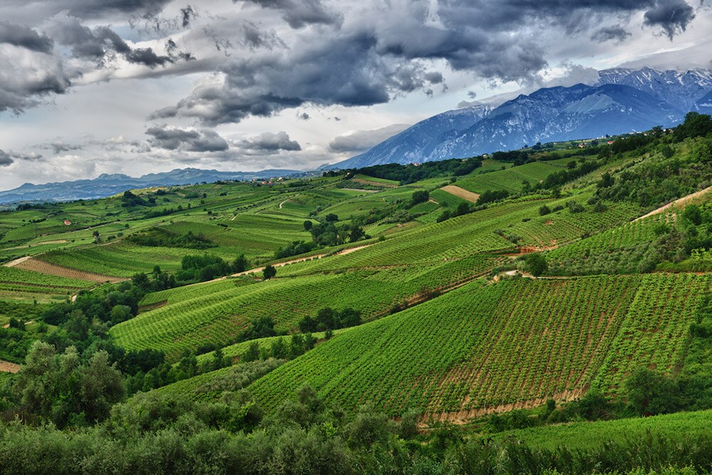 Alcuni vigneti di Tenuta Ulisse in Abruzzo 