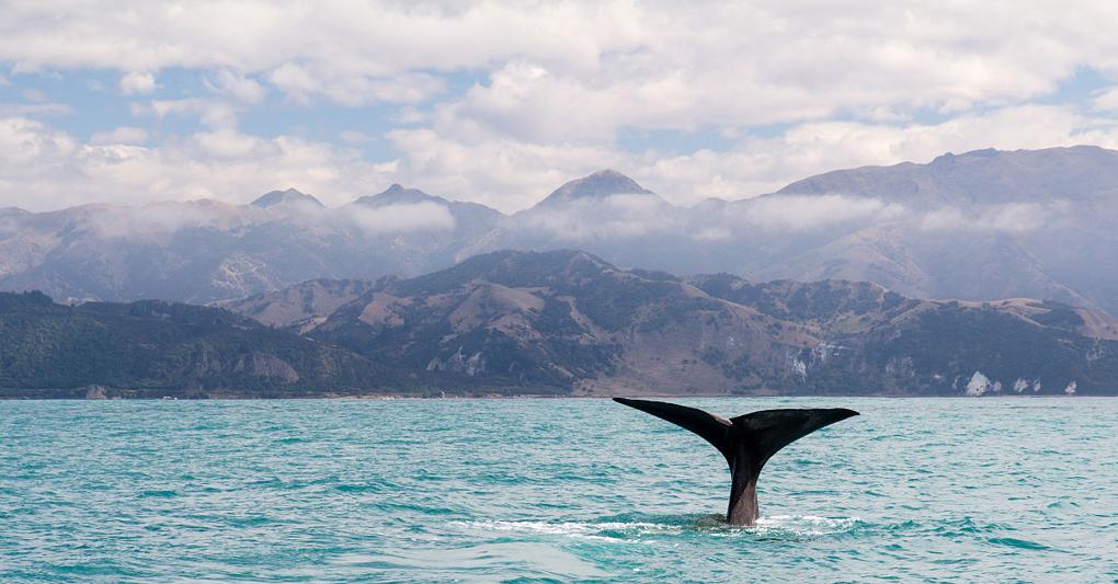 Kalikoura, paradiso del whale watching è stata teatro di un incidente molto grave 
