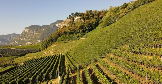 Un vigneto di Merlot in forte pendenza della  Cantina Kurtatsch, da cui provengono parte delle uve per la bottiglia top di gamma «Tres»