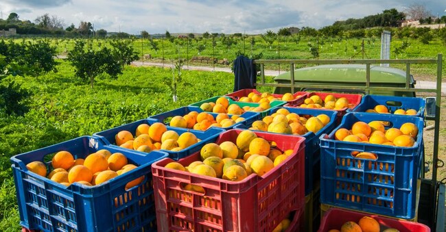  Nel calo complessivo delle esportazioni spicca quello degli agrumi al -15% nei primi sei mesi dell’anno