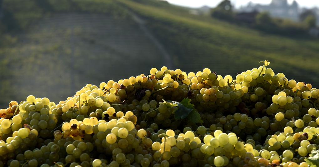 Ottima vendemmia per le uve moscato 