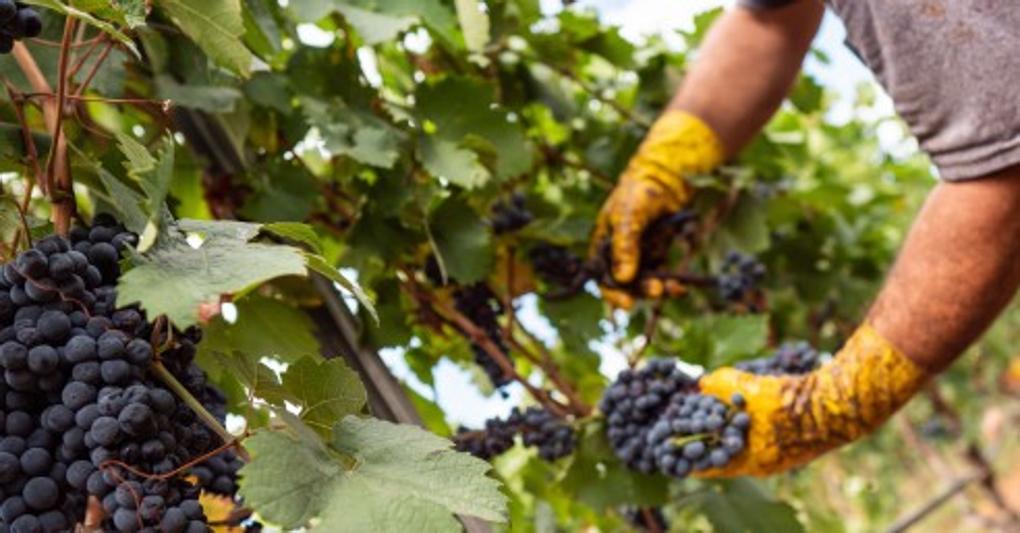 Vendemmia per il Primitivo di Manduria Doc 