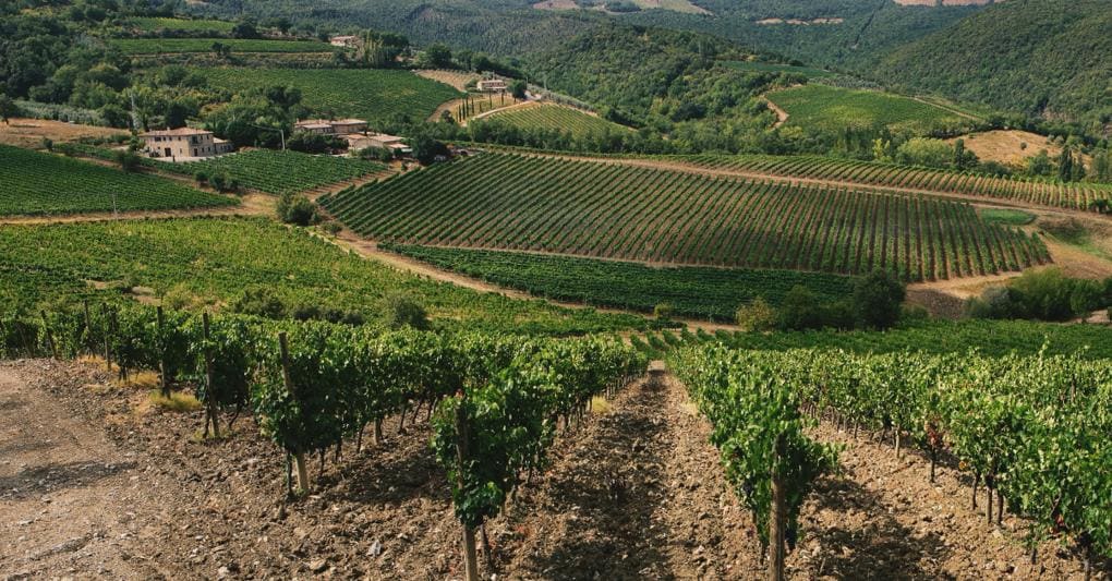 Vigneti Agricola Pinino a Montalcino 