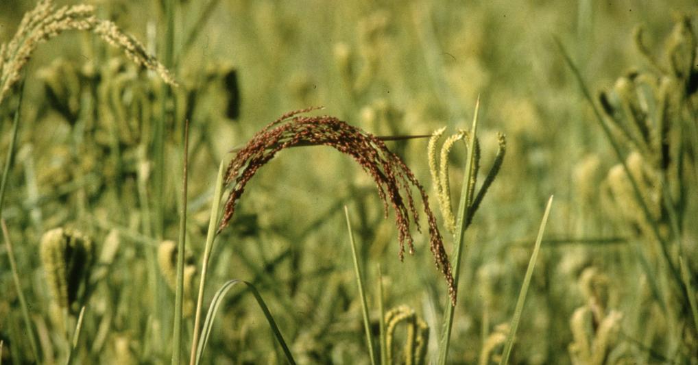 (© FAO/G. Pangare)