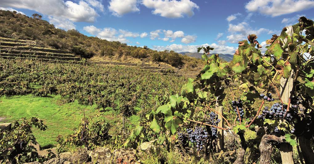 Vigneti sulle pendici dell’Etna 