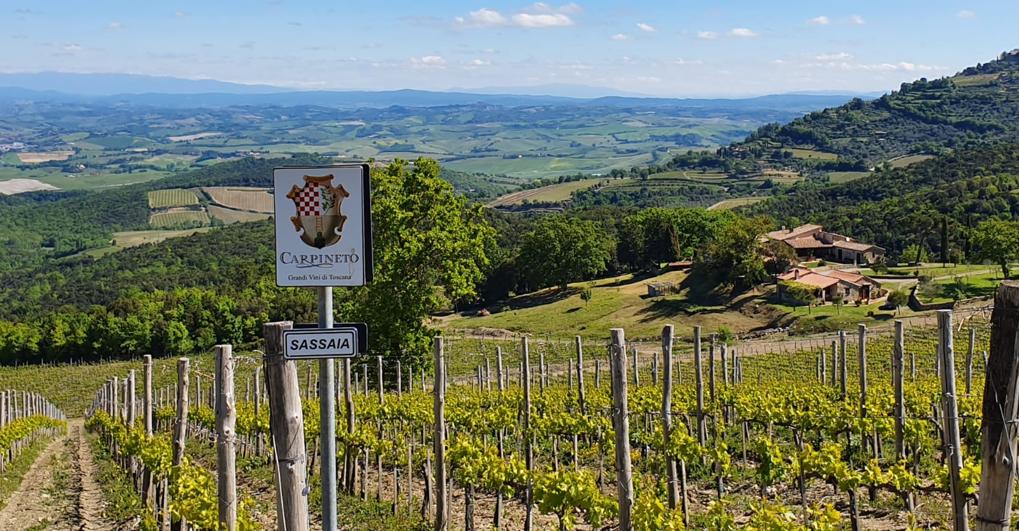 Vigneto Carpineto a Montalcino 