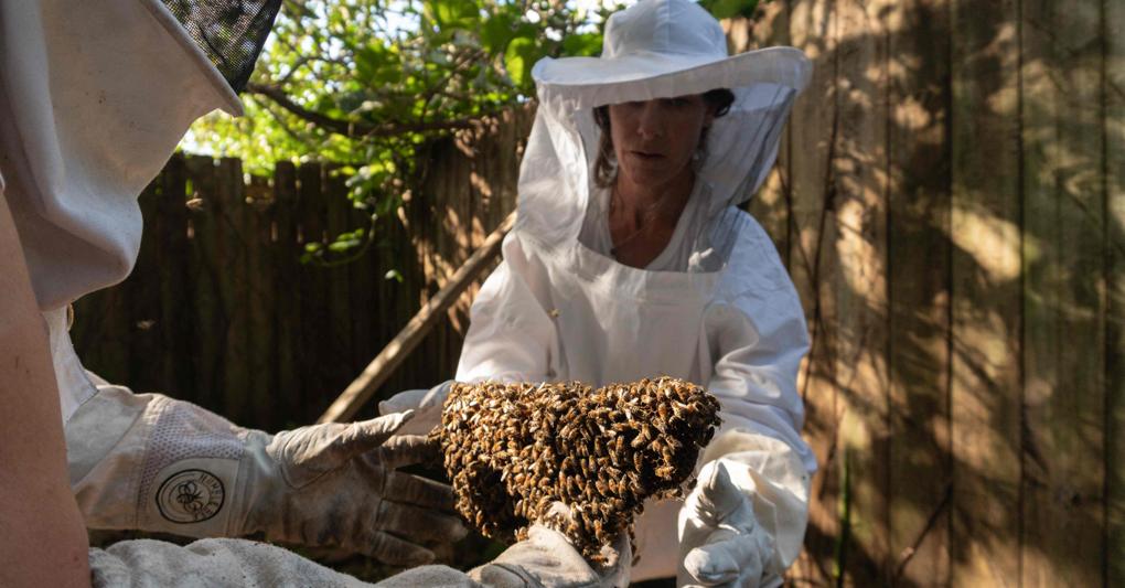  Le api hanno un ruolo chiave nella biodiversità 
