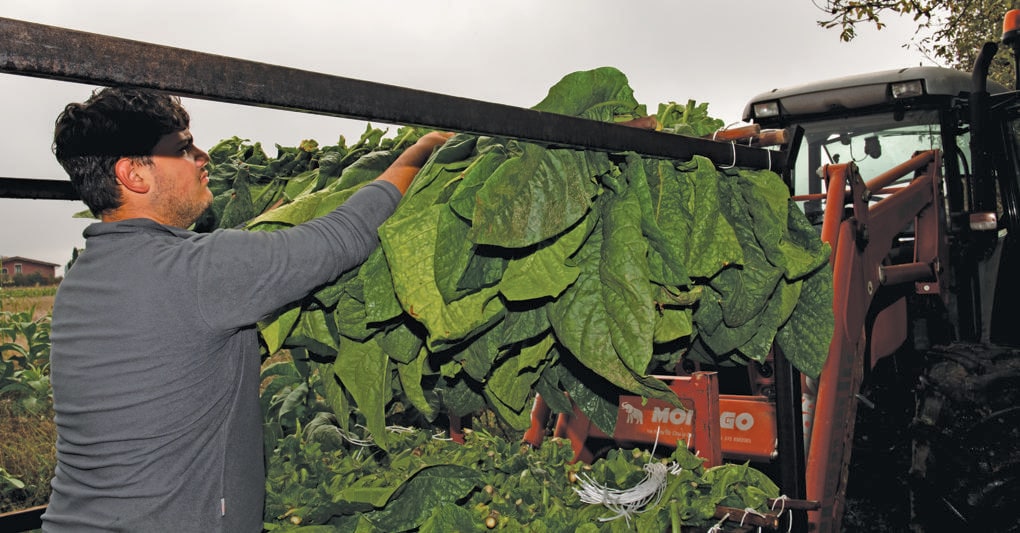  Annata negativa per la produzione di tabacco: l’aumento dei prezzi non ha controbilanciato l’incremento dei costi, compromettendo la redditività  