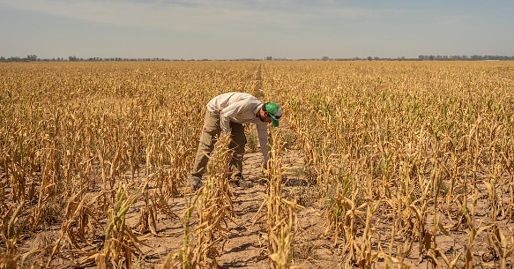  Un agricoltore  nei  campi di mais colpiti  dalla siccità a Santa Fe. L’Argentina primo esportatore  mondiale di soia e terzo di mais, vive la peggiore siccità da 60 anni 