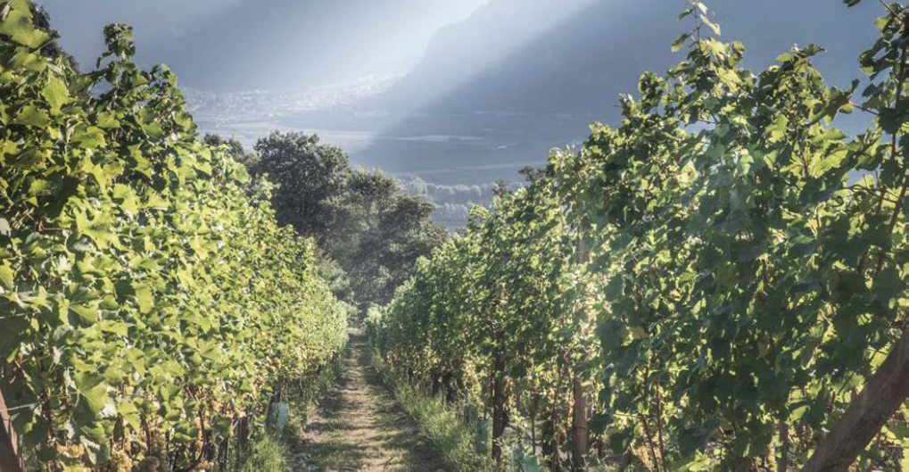 Un vigneto di Schenk in Alto Adige 