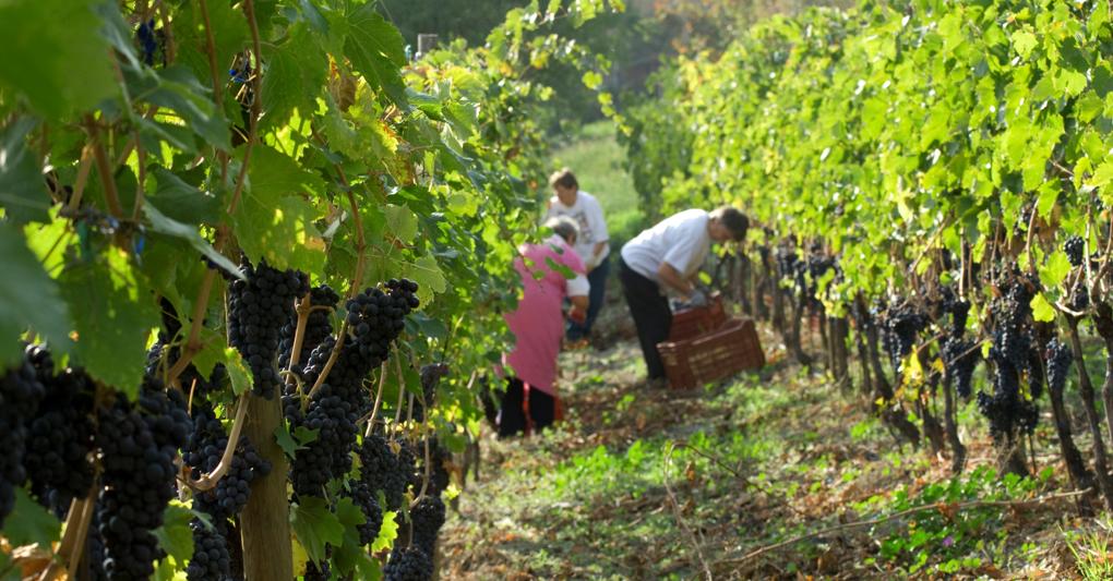  La produzione di vino di qualità è una delle tipicità della Valle d’Aosta. Probabile la necessità di dover ricorrere alla cosiddetta irrigazione di soccorso 