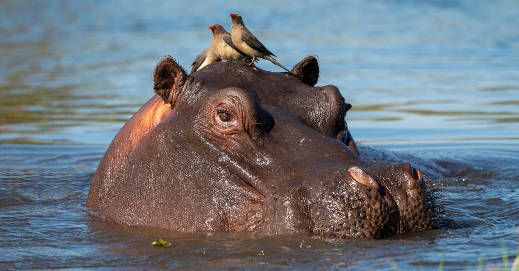 (Alex Tsarfin - stock.adobe.com)