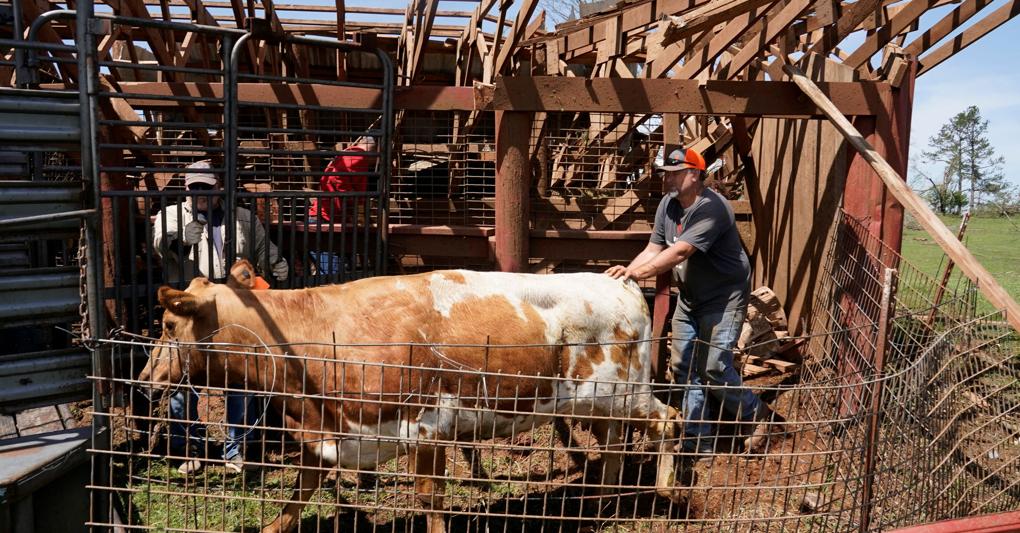 Prandini: allevamenti bovini fuori dalla direttiva sulle emissioni ind...