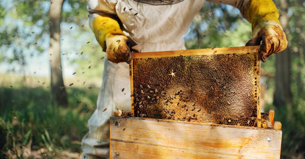 Giornata mondiale api: produzione miele -80% a causa del clima anomalo...