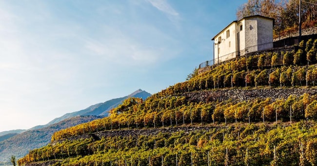 Vigneti «eroici» in Valtellina