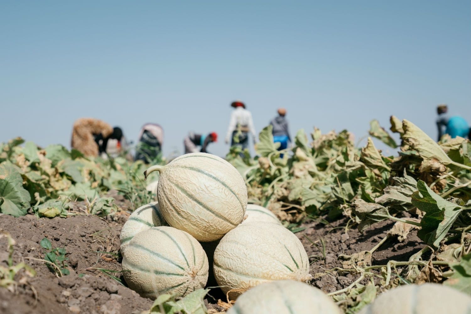Senegal.Le coltivazioni di meloni Francescon  