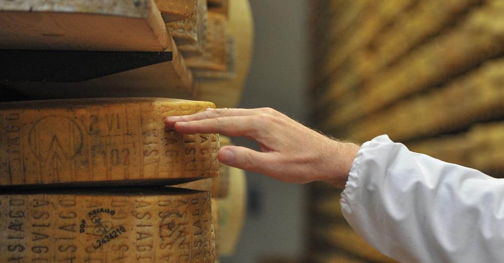 Forme di Asiago Dop in stagionatura 