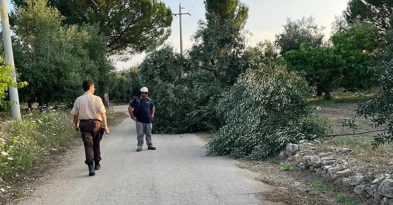 Puglia;Ulivi distrutti : un attacco mafioso minaccia il marchio made in Italy dell’olio d’oliva