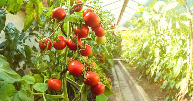 I pomodori sono tra le specie che potranno essere oggetto di sperimentazione in campo in Italia  in seguito all’approvazione del decreto siccità