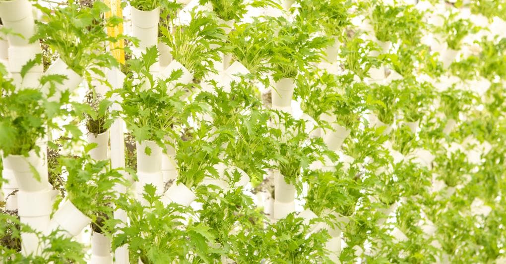  Particolare delle torri verticali dell’azienda specializzata in acquaponica  The Circle 