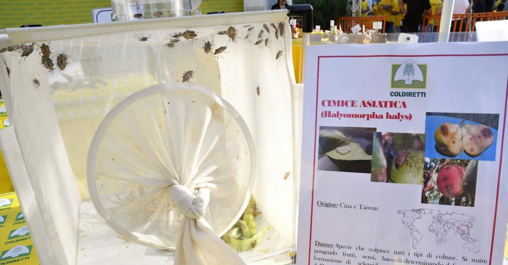 La cimice asiatica  colpisce piante e frutti 