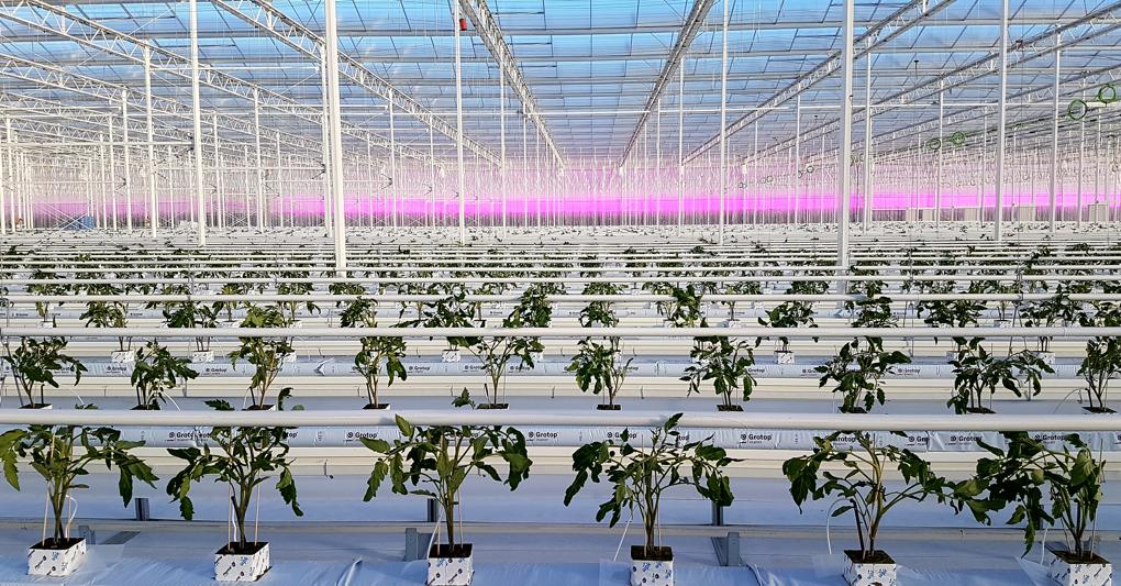 Le serre di Fri-El Green House 