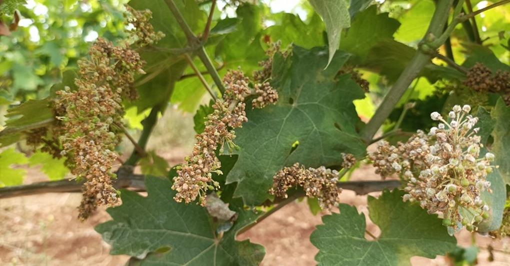 Vite attaccata dalla peronospora 