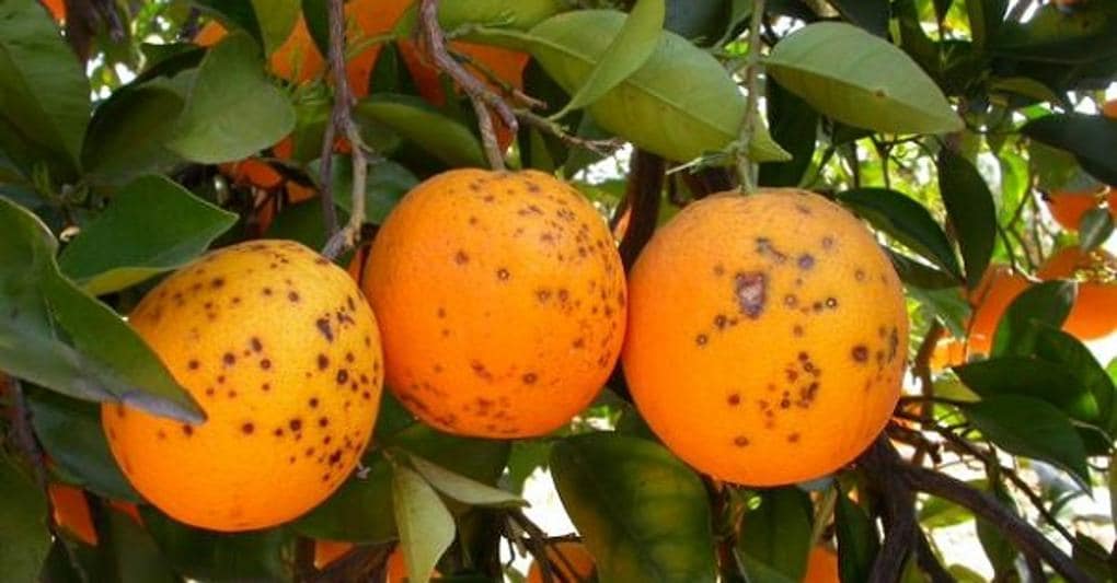 La macchia nera torna a minacciare le coltivazioni di arance italiane