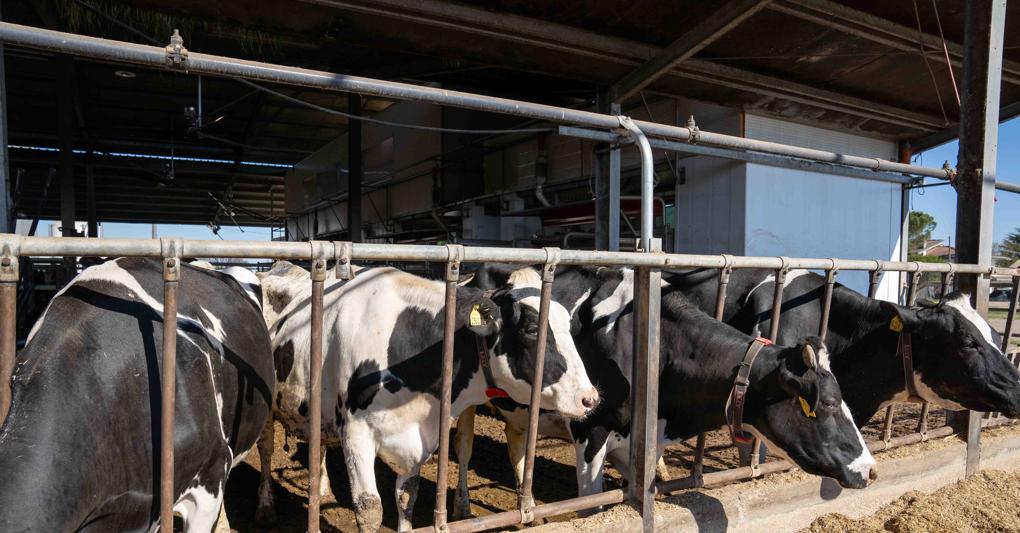Allevamenti, confermati i fondi Ue per la promozione di carne e vino 