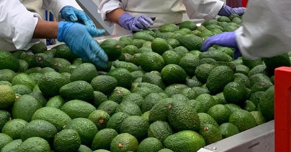 Boom di import di avocado trainato dal fenomeno pokerie 