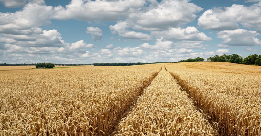 (rangizzz - stock.adobe.com)