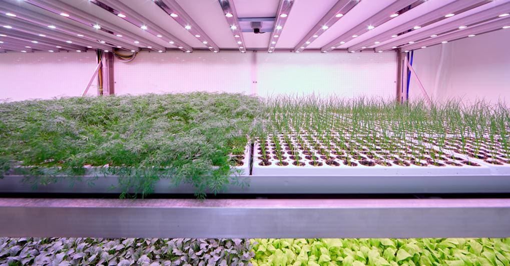 Aumento di capitale per l’agricoltura verticale di Planet Farms 