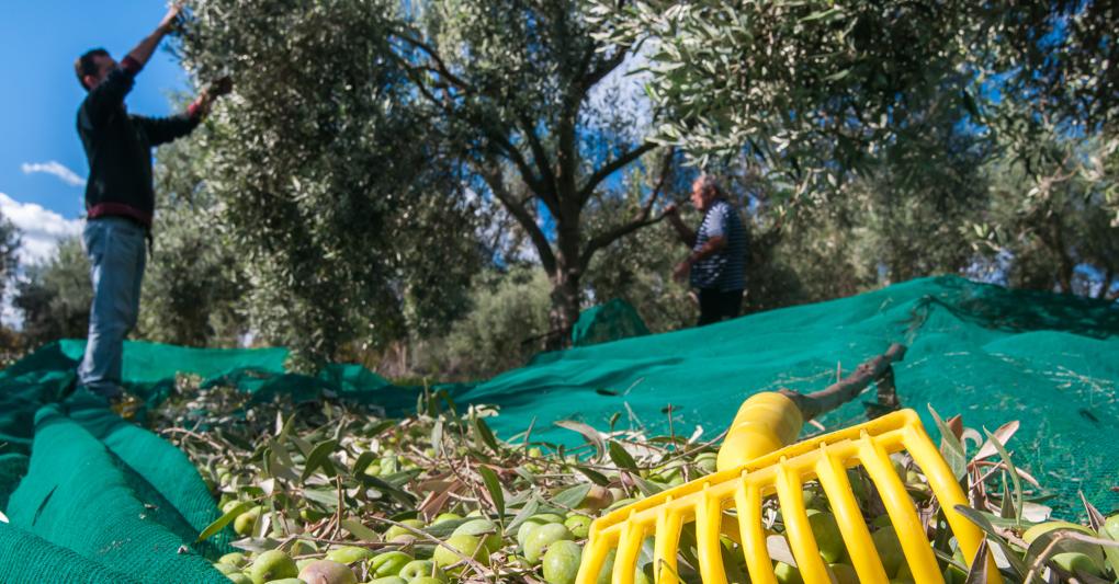 Sicilia, 35 milioni per la competitività delle aziende agricole