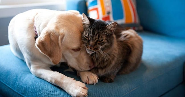 Yellow Labrador retriever and Maine coon cat cuddling together on a blue couch.