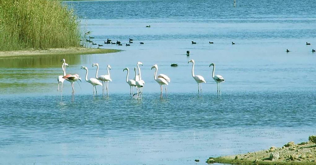 I Fenicotterri della Riserva Lipu a Priolo Gargallo 