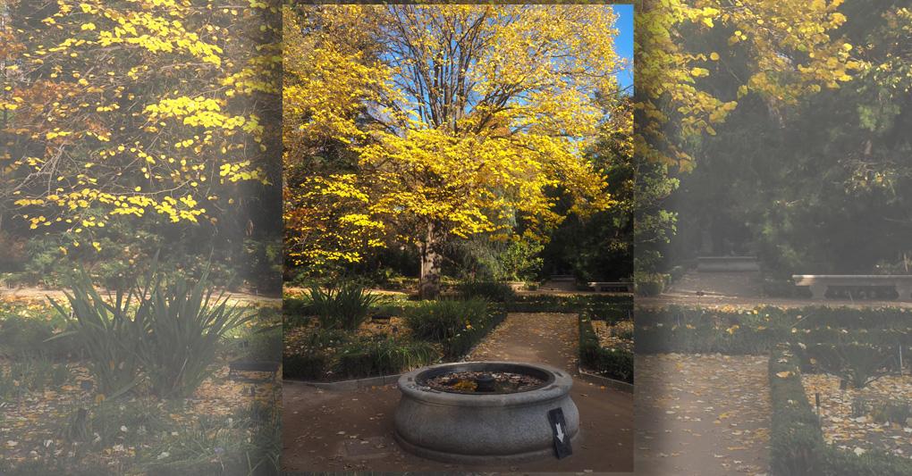 Il Real Jardin Botanico in inverno 