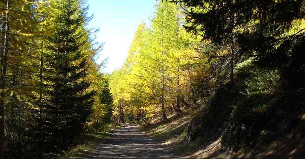Bosco di La Thuile 
