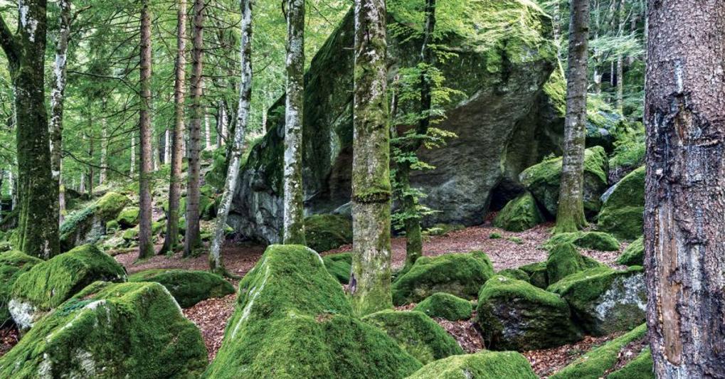 Foresta Val Masino 