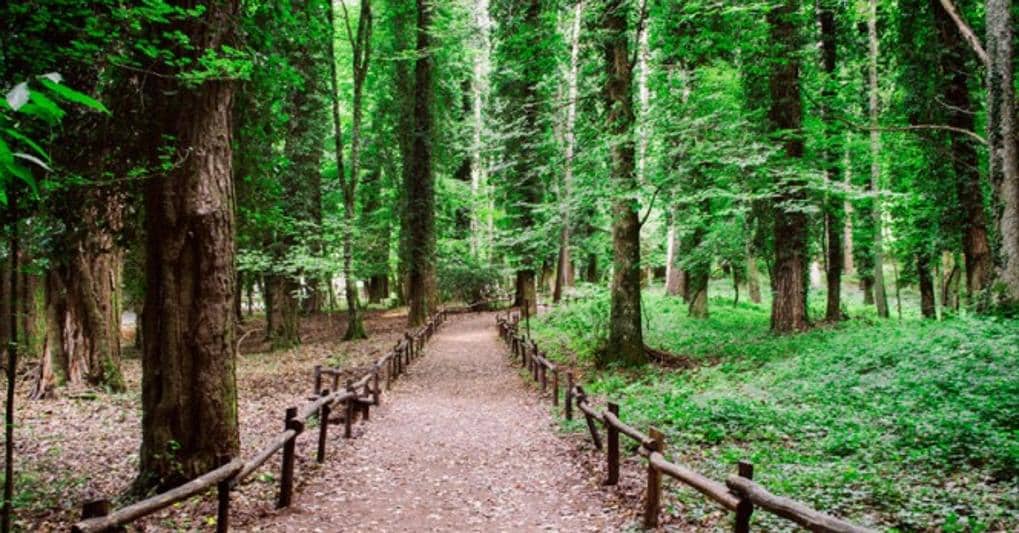 Foresta Umbra _ Gargano 