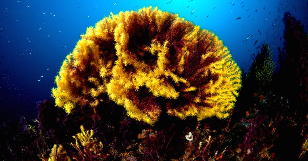 Una gorgonia nel mare delle Isole Tremiti 