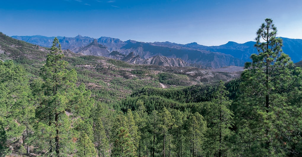 Gran Canaria, Agaete. Parque Natural de Tamadaba - Pinar  © Ente Spagnolo del Turismo-Turespaña 