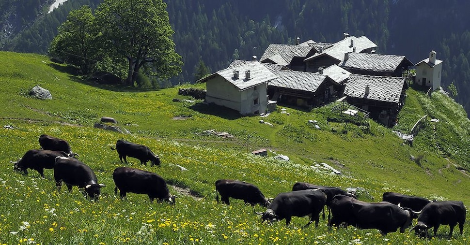 Storie di malgari tra le valli di Ayas, Gressoney e Valsesia