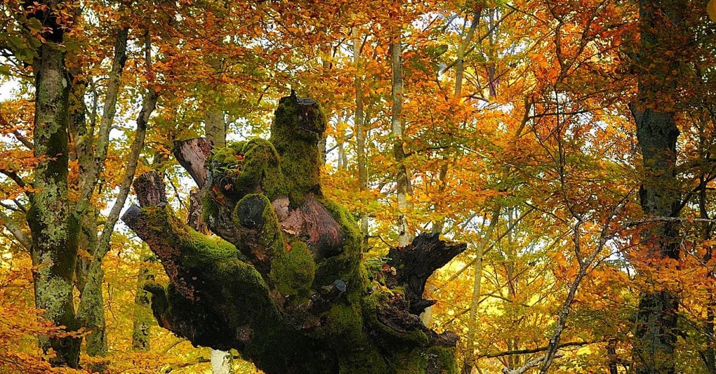L’Abruzzo teramano tra natura autentica, racconti di ospitalità e gusto L’Abruzzo teramano tra natura autentica, racconti di ospitalità e gusto