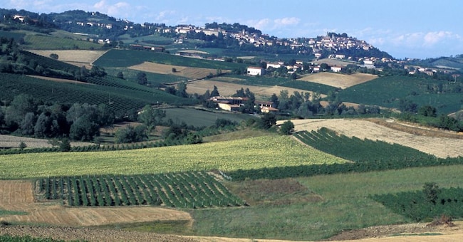 Vigneti del Monferrato (Agf Creative)
