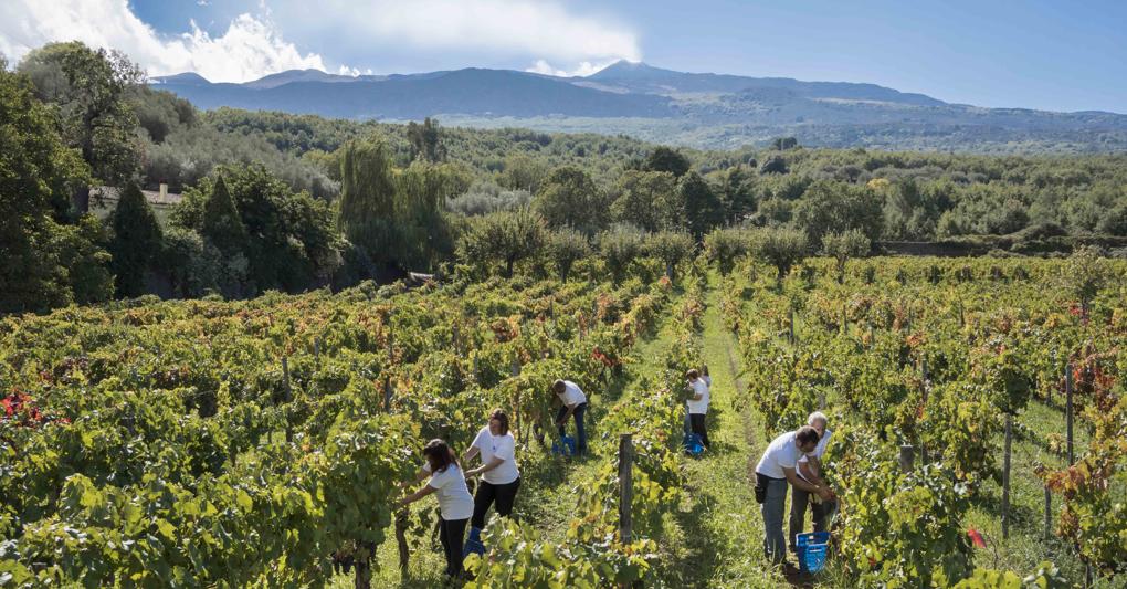 L’Etna è, in ordine di tempo, l’ultima area  in Italia in cui avviene la raccolta dell’uva (Ph Fabio Gambina) 