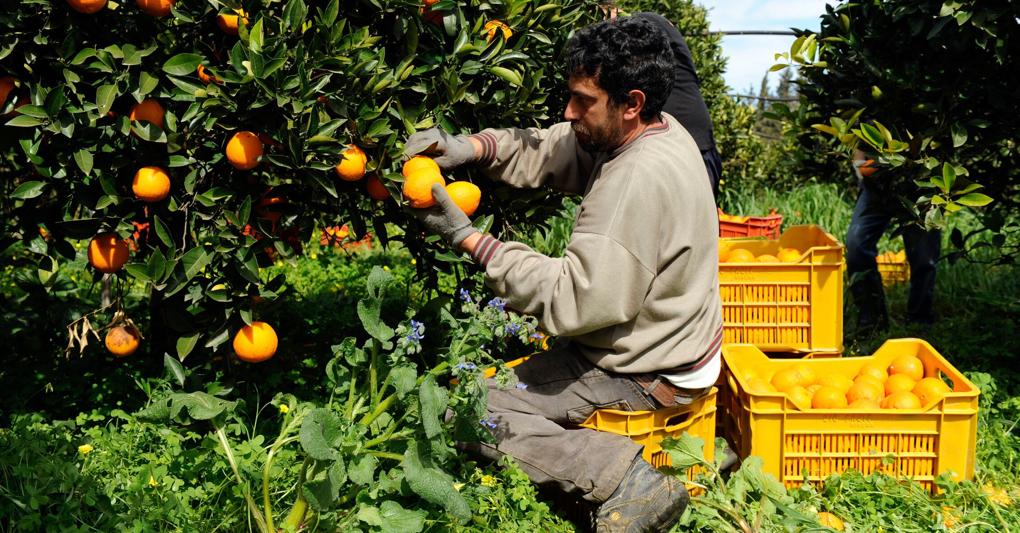 L’agricoltura nelle regioni del Meridione è riuscita a superare le calamità del cambiamento climatico degli ultimi due anni. 