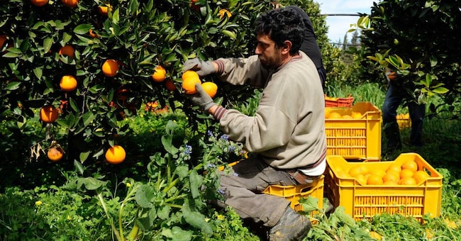 L’agricoltura nelle regioni del Meridione è riuscita a superare le calamità del cambiamento climatico degli ultimi due anni. 