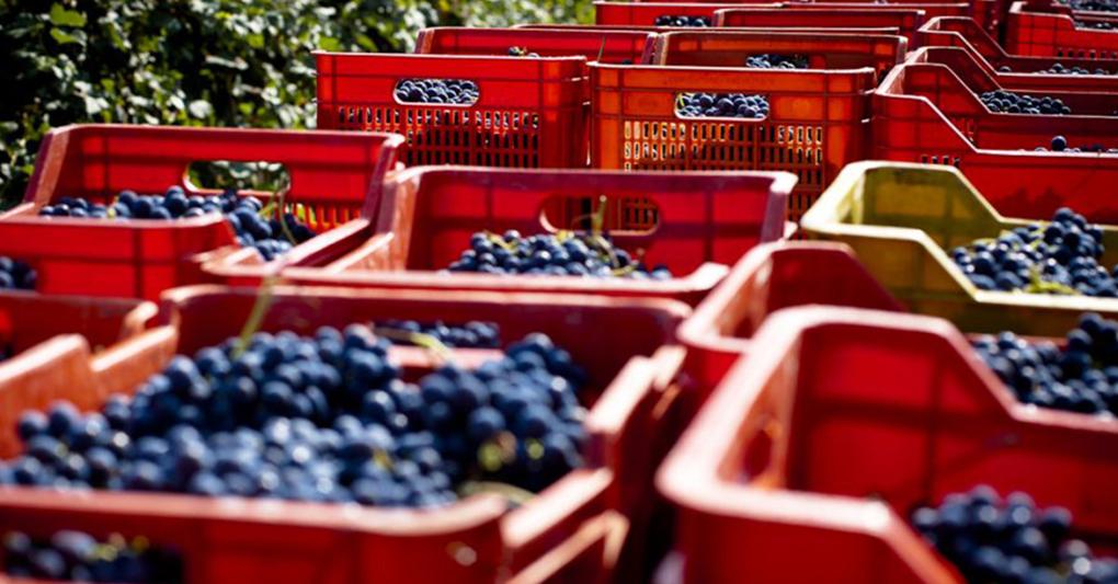 Un momento della vendemmia nelle Langhe 