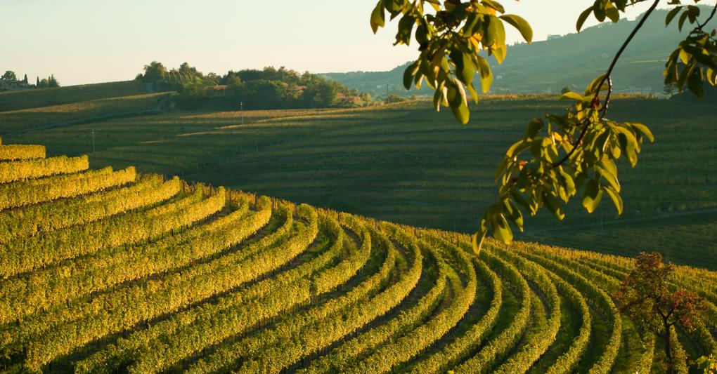 Il 2020 si era aperto con le buone prospettive per le aziende abruzzesi del vino sulla scia dei risultati degli ultimi 5 anni  